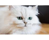 آگهی رایگان