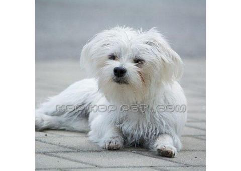 فروش پت و حیوانات خانگی