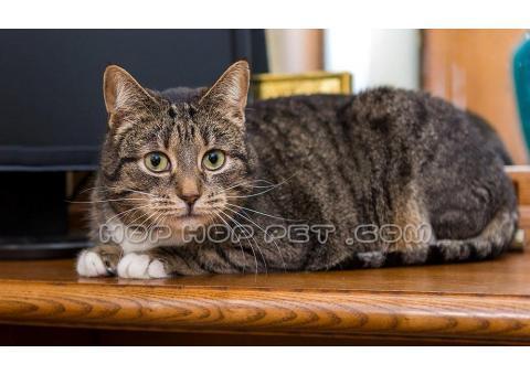 فروش پت و حیوانات خانگی