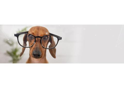 آی پت مشاوره درباره حیوانات خانگی