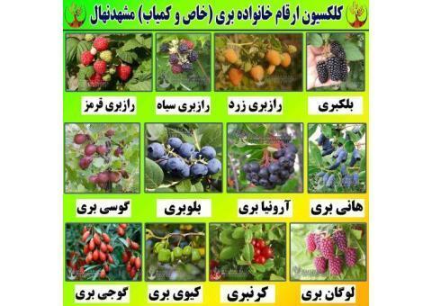 فروش ارقام مختلف نهال میوه و انگور
