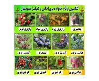 آگهی رایگان