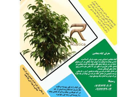 فروش ویژه گل و گیاه آپارتمانی