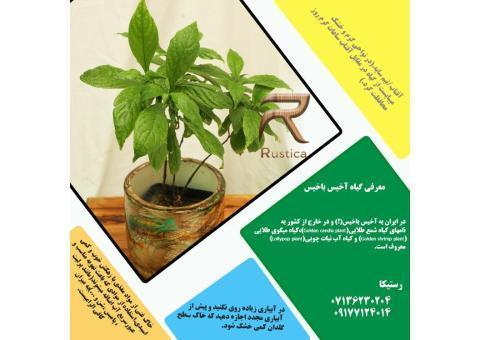 فروش ویژه گل و گیاه آپارتمانی