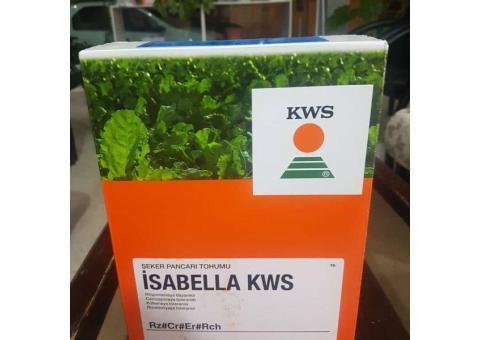 بذر چغندر قند