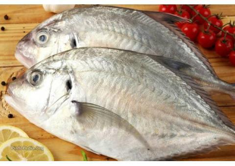 فروش ماهی ومیگو