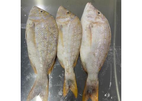 فروش ماهی ومیگو