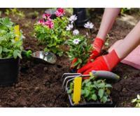 آگهی رایگان