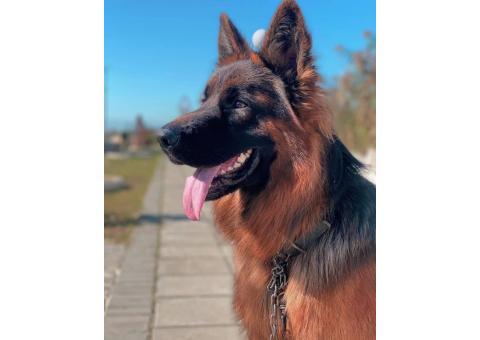 قیمت ژرمن شولاین . فروش ژرمن شولاین