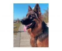 آگهی رایگان