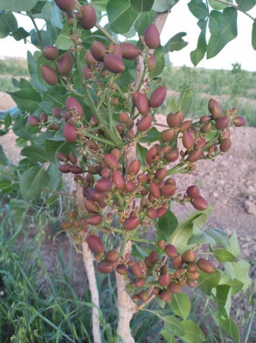 باغ پسته 1527 متری در گرمسار بادرختان 8 ساله