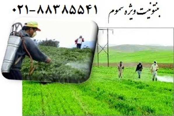 بنتونیت سموم یامونت موربونیت ها
