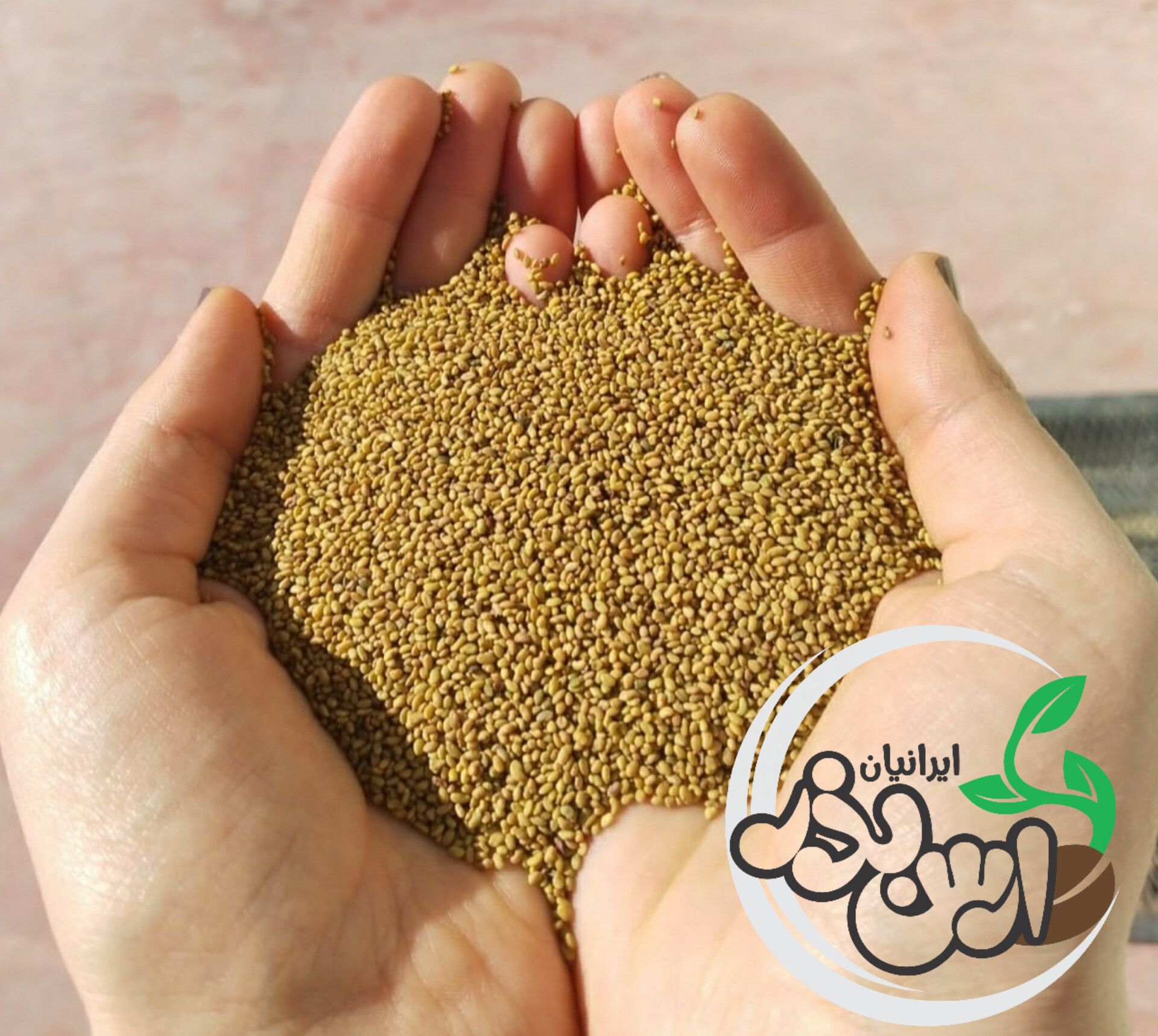 فروش بذر یونجه در شیراز