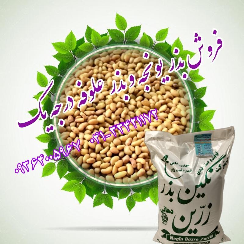 فروش بذر یونجه پایه بلند و اصیل و بذر علوفه