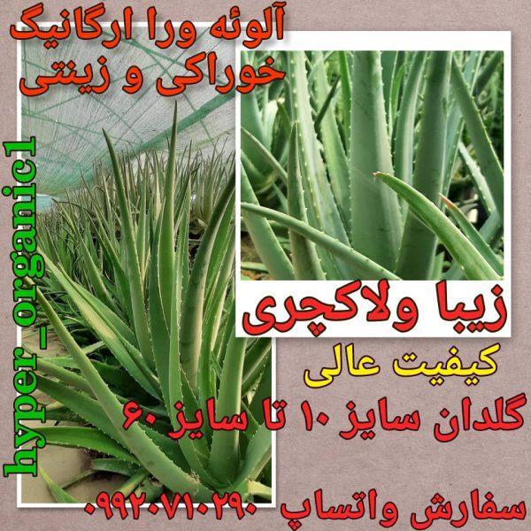 فروش پاجوش آلوئه ورا،برگ آلوئه ورا وگل آلوئه ور