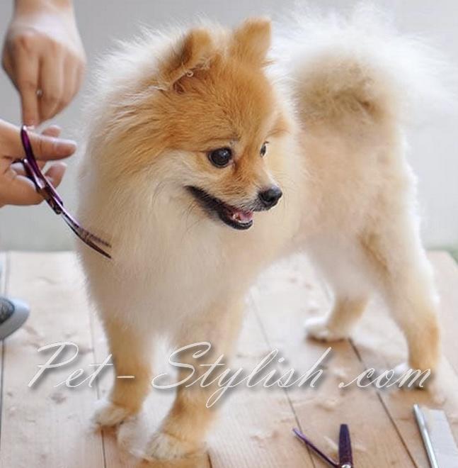 آرایش حرفه ای پامر