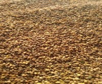 آگهی رایگان