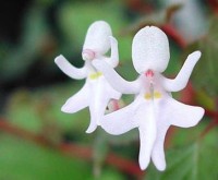 آگهی رایگان