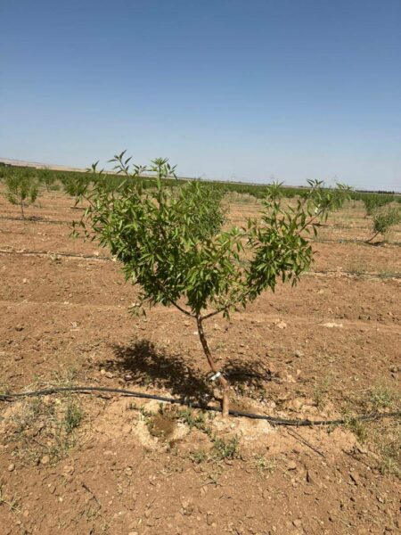 فروش باغات چهارهزارمتری مجتمع باغچه ای مزرعه با