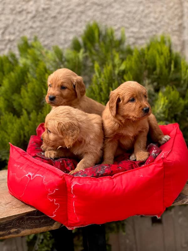 سگ گلدن رتریور اصیل