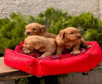 آگهی رایگان