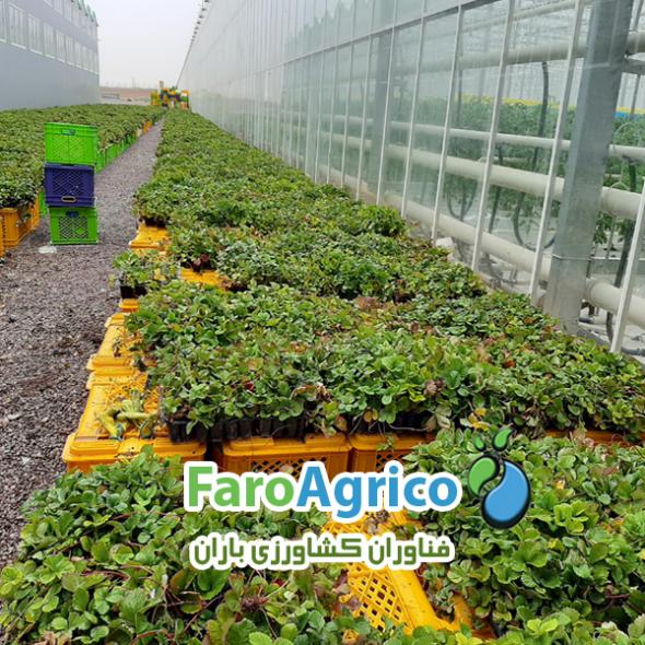 نشا توت فرنگی کاماروسا داخلی - وارداتی