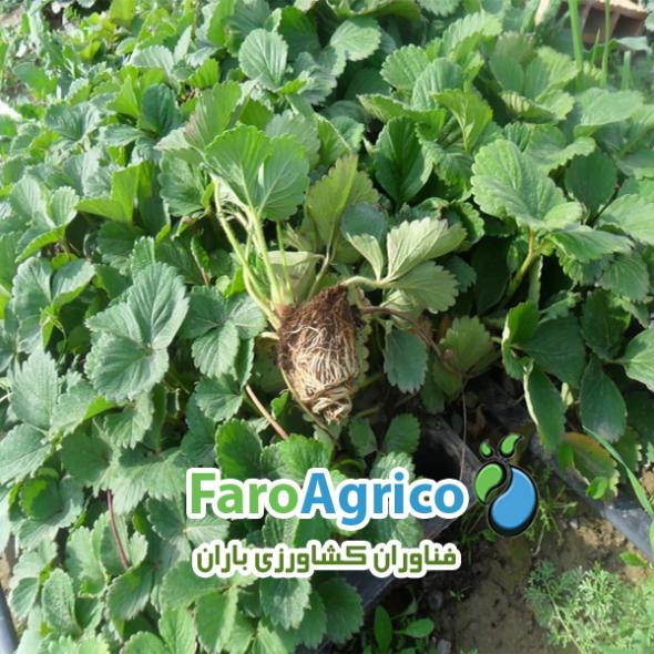 نشاء توت فرنگی رقم سابرینا