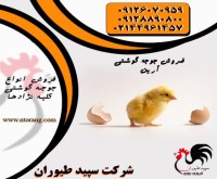 آگهی رایگان