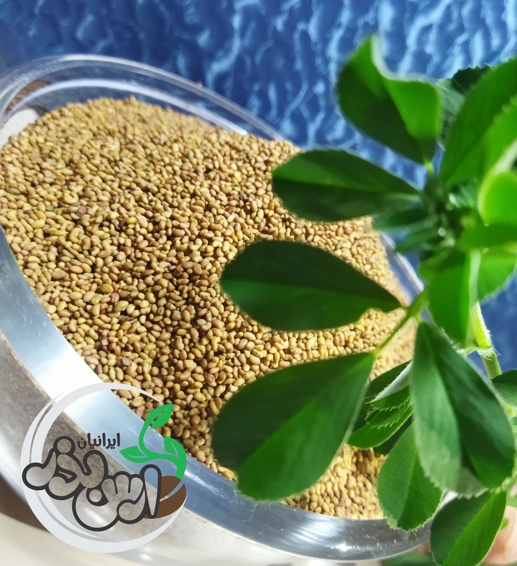 فروش بذر یونجه سردسیری