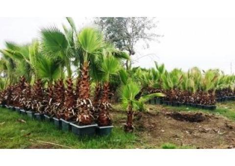 تولید و عرضه‌مستقیم نخل زینتی پالم‌واشنگتون