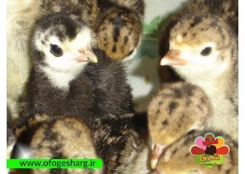 پرورش بوقلمون افق شرق