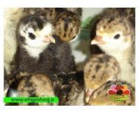 آگهی رایگان