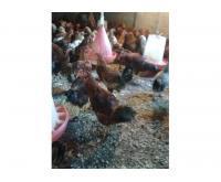 آگهی رایگان