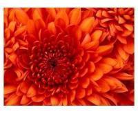 آگهی رایگان