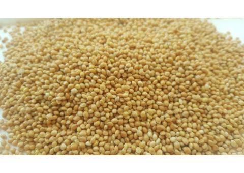 واردات و فروش ارزن طلایی روسیه