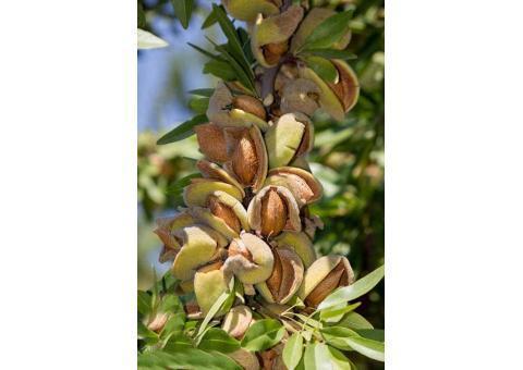 فروش نهال بادام پوست کاغذی دیرگل