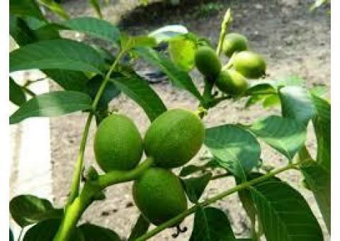 فروش نهال گردو زود بارده اسرائیلی