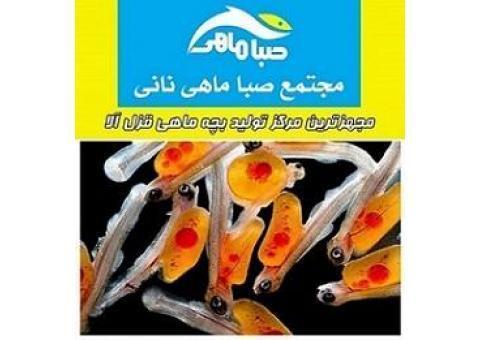 فروش بچه ماهی قزل آلا