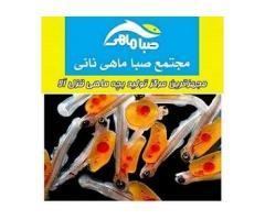 آگهی رایگان