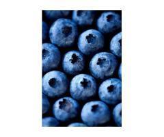 آگهی رایگان