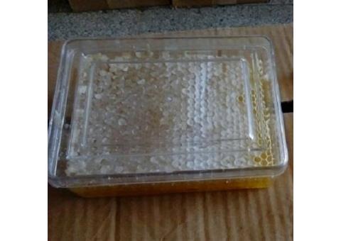 عسل خوی | شان و شهد | عسل طبیعی